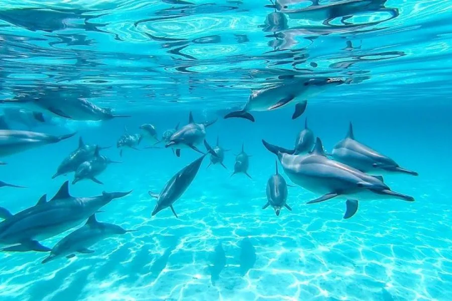 Sataya Dolphin Reef Marsa Alam