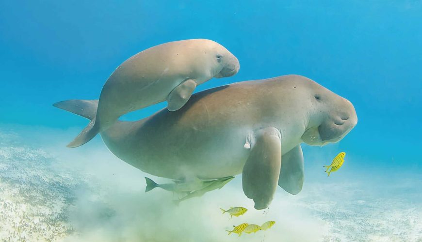 Marsa Alam Sea Cow Dugong