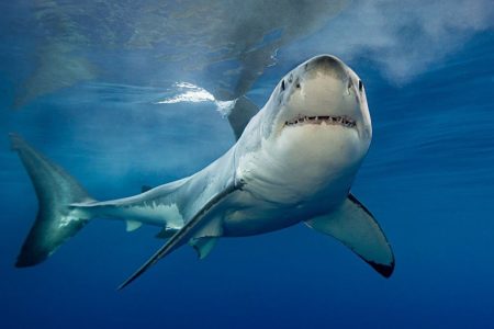 Elphinstone Reef Red Sea sharks