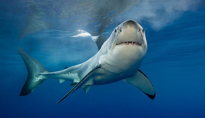 Elphinstone Reef Red Sea sharks