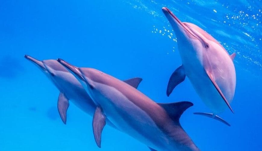 What is the difference between Sataya Dolphin Reef and Samadi Dolphin House in Marsa Alam?
