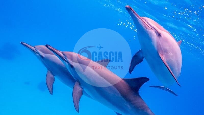 What is the difference between Sataya Dolphin Reef and Samadi Dolphin House in Marsa Alam?