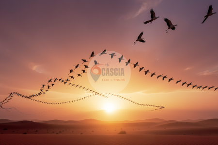 Birdwatching in Marsa Alam