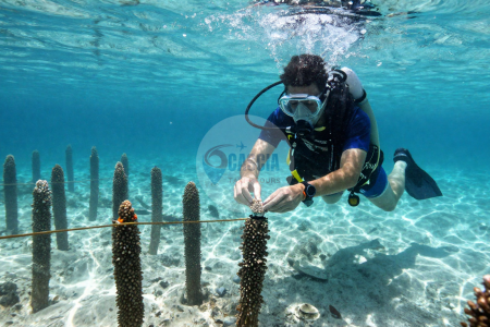 Sustainable Diving in Marsa Alam: Coral Reef Restoration 2026 Guide